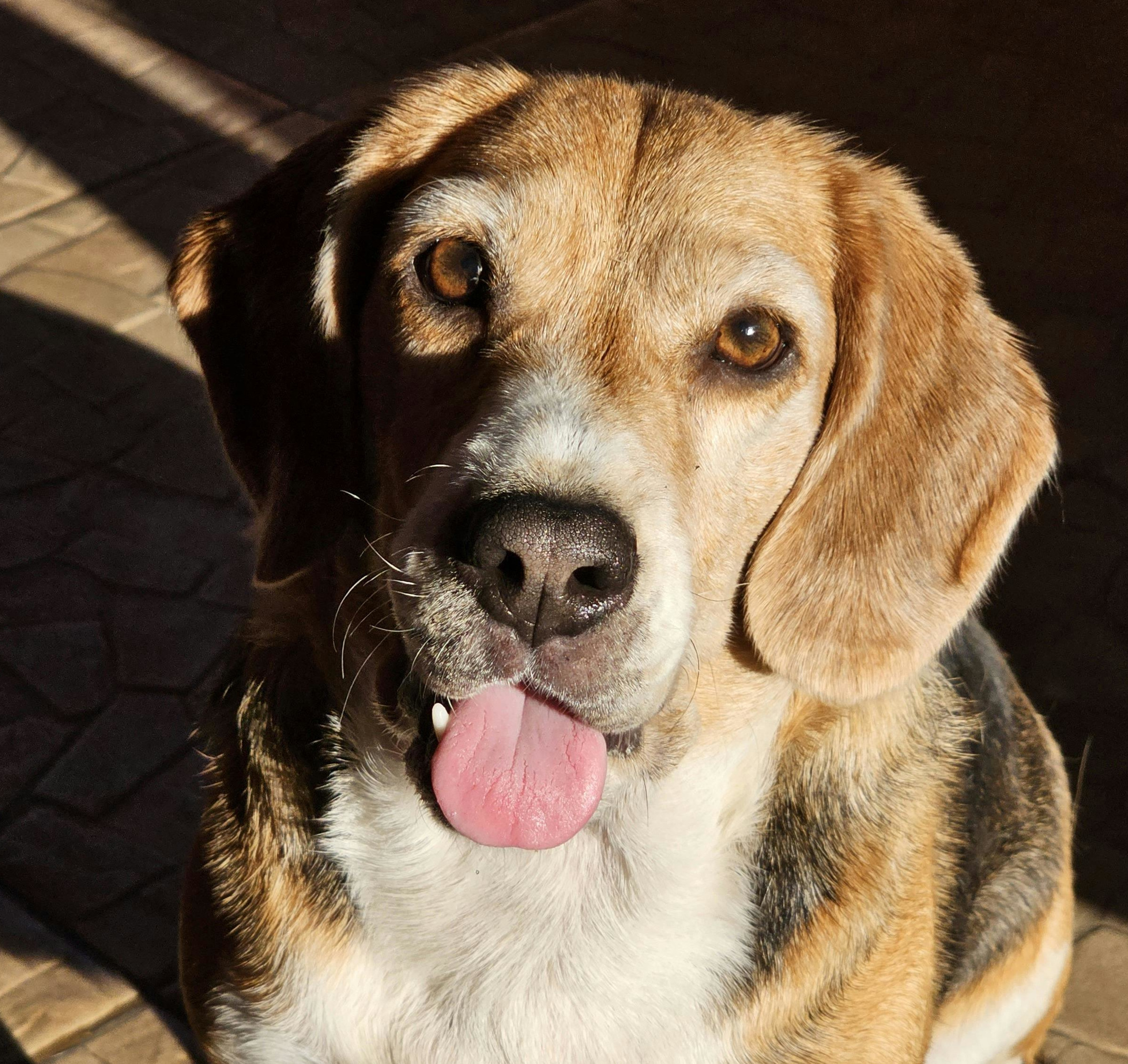 A brown dog sitting down